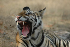 tiger yawn